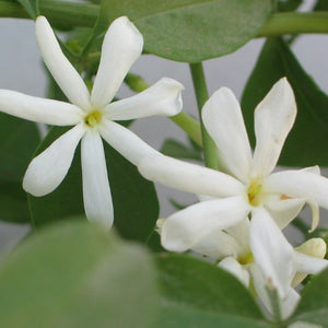 Fleur de Jasmin